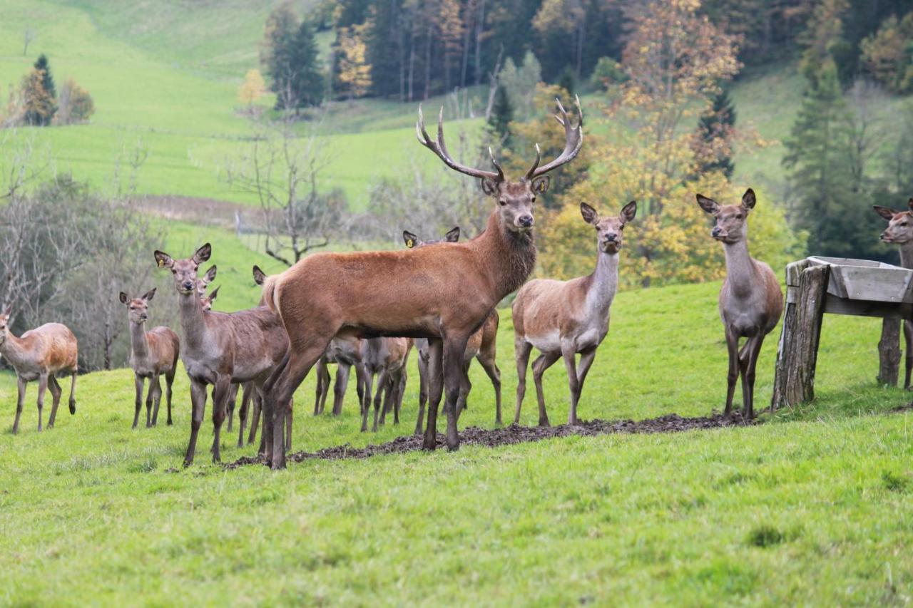 Singerskogel - Ferienhof Und Jausnstub'N Spital Am Pyhrn Luaran gambar